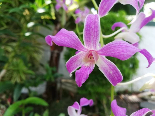 Orchid Flower Orchid Garden Winter Spring Day Beautiful Orchid Flower — ストック写真