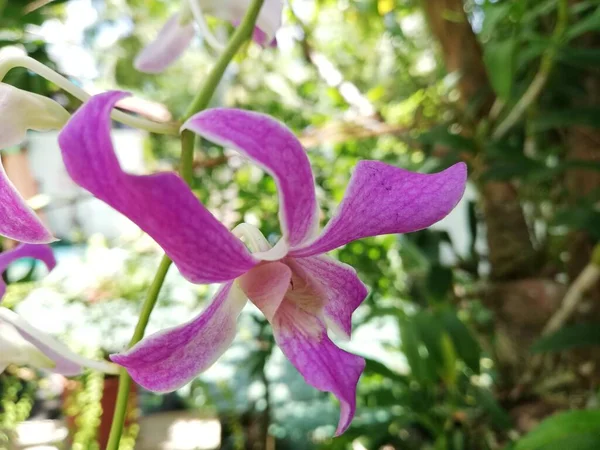 Fleur Orchidée Dans Jardin Orchidée Jour Hiver Printemps — Photo