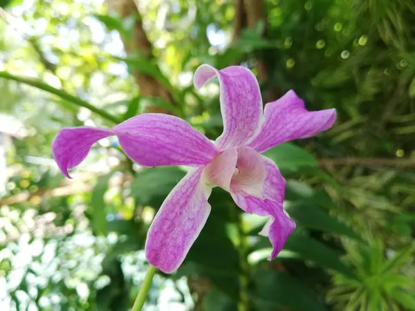 Orkideen Blomst Orkidehagen Vinteren Eller Vårdagen Vakker Orkideblomst Hagen – stockfoto