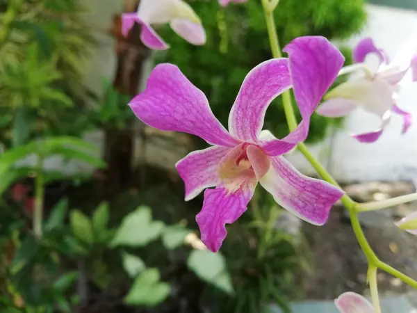 Orchidea Virág Orchidea Kertben Télen Vagy Tavasszal Gyönyörű Orchidea Virág — Stock Fotó