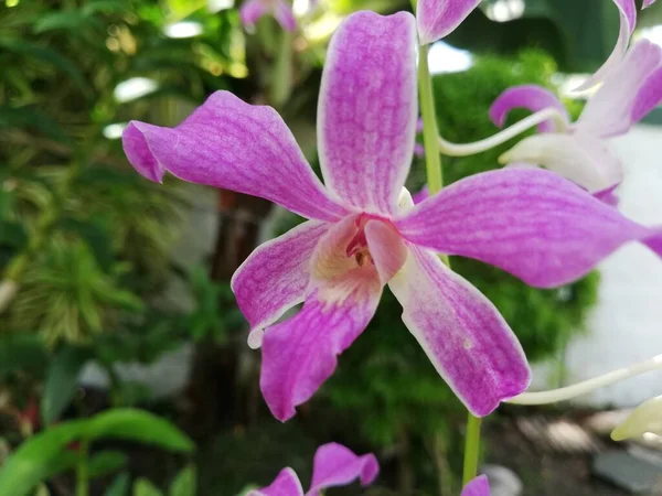 Orkideen Blomst Orkidehagen Vinteren Eller Vårdagen Vakker Orkideblomst Hagen – stockfoto