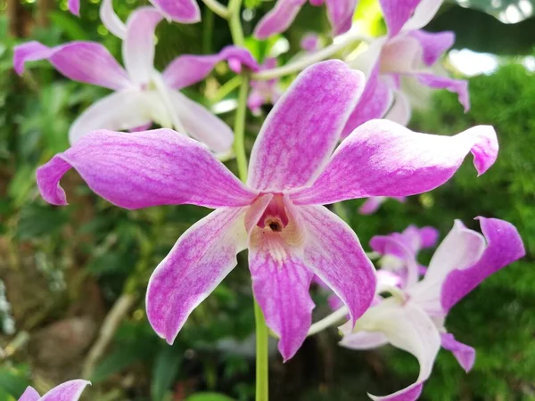 Orchid Flower Orchid Garden Winter Spring Day Beautiful Orchid Flower — ストック写真