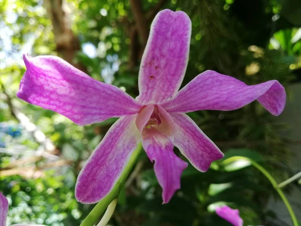 Orchidea Virág Orchidea Kertben Télen Vagy Tavasszal Gyönyörű Orchidea Virág — Stock Fotó