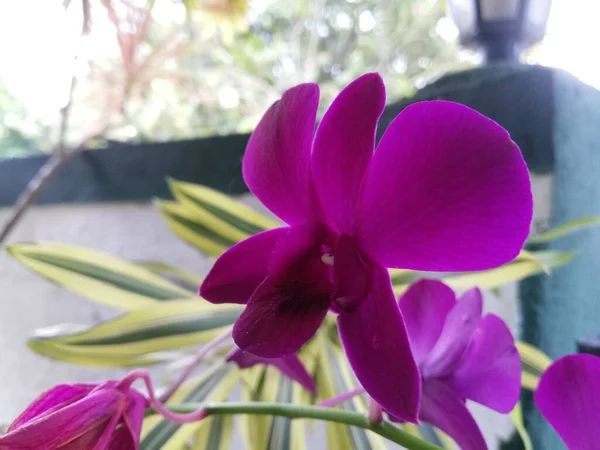 Flor Orquídea Jardim Orquídeas Inverno Dia Primavera — Fotografia de Stock