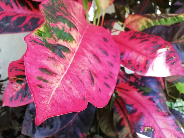 Croton Codiaeum Variegatum Croton Variegated Laurel Garden Croton Excelente Colorido — Fotografia de Stock