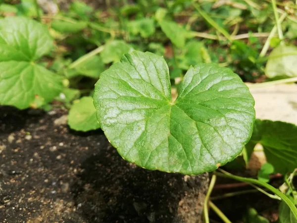 Fresh Centella Asiatica Leaf Gotu Kola Kodavan Asiatic Pennywort — 스톡 사진