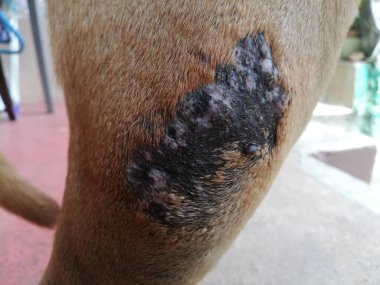 Köpek derisi sorunu: 124; Bacaklarda evcil hayvan döküntüsü, dermatit 124, köpek tüyü enfeksiyonu.