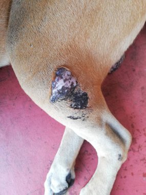 Köpek derisi sorunu: 124; Bacaklarda evcil hayvan döküntüsü, dermatit 124, köpek tüyü enfeksiyonu.
