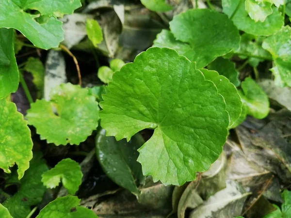 Fresh Centella Asiatica Leaf Gotu Kola Kodavan Asiatic Pennywort — Stock Photo, Image