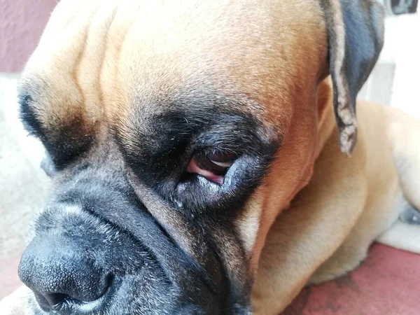 Hundsmärta Öga Närbild Boxer Lider Smärta — Stockfoto