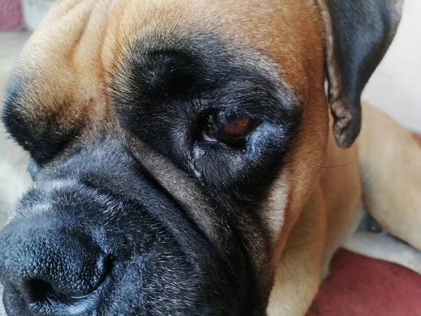 Μάτι Σκύλου Πρωινή Αφύπνιση Σκύλου Κοντινό Πλάνο Πρόσωπο Σκύλου — Φωτογραφία Αρχείου