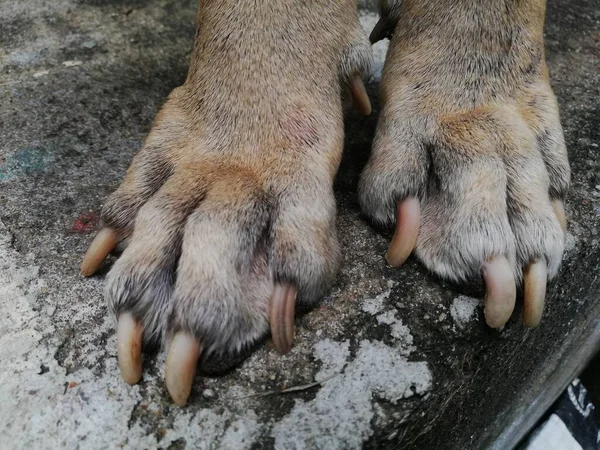 Zavallı Köpek 124 Evsiz Köpek 124 Tek Başına Evcil Hayvan — Stok fotoğraf