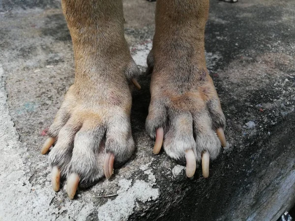 Armer Hund Obdachloser Hund Hinkt Hinterher Einzeltes Haustier Die Beine — Stockfoto