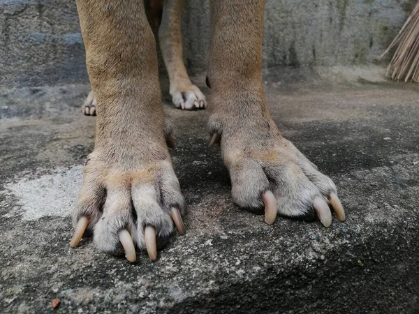 Armer Hund Obdachloser Hund Hinkt Hinterher Einzeltes Haustier Die Beine — Stockfoto