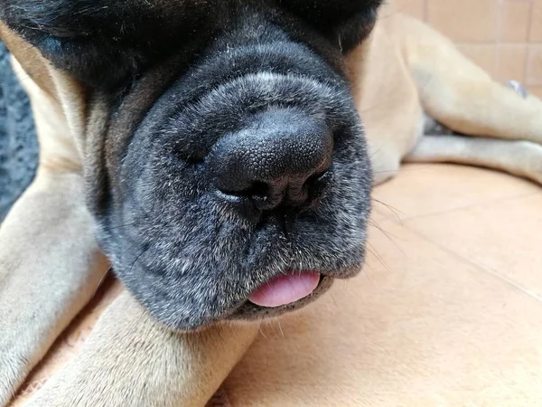 有趣的狗舌 带舌头的拳击有趣的脸 — 图库照片