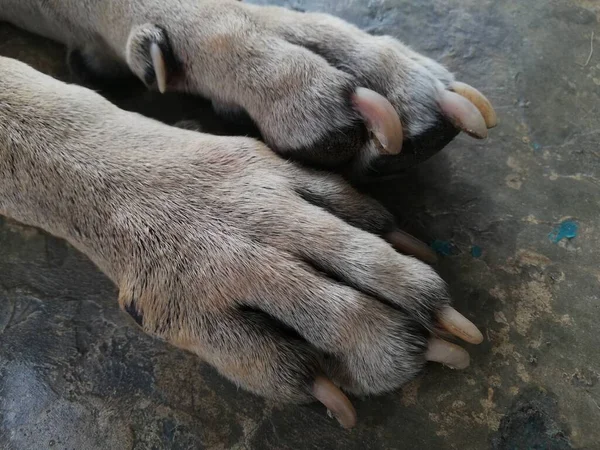 Pauvre Chien Chien Sans Abri Traîne Chien Sans Abri Traîne — Photo