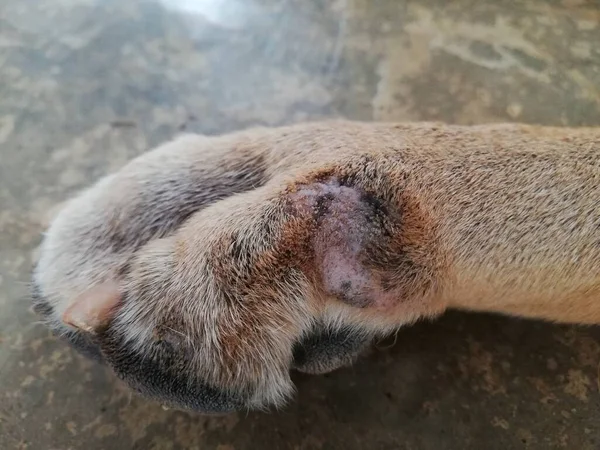 Problème Peau Chien Éruption Cutanée Animal Sur Les Jambes Éruption — Photo