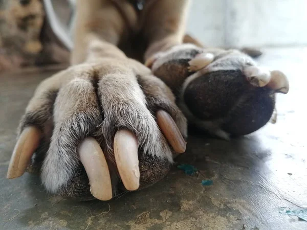 Pobre Cão Chalé Cão Sem Teto Fica Chalado Animal Estimação — Fotografia de Stock