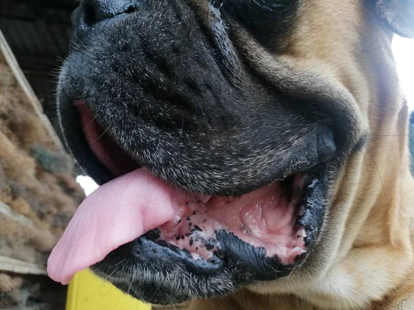 Close Boca Del Perroboca Lengua Del Boxeador — Foto de Stock