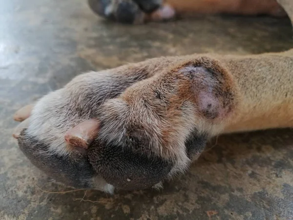 Dog Skin Problem Pet Rashes Legs Dog Dermatitis Dog Hair — ストック写真