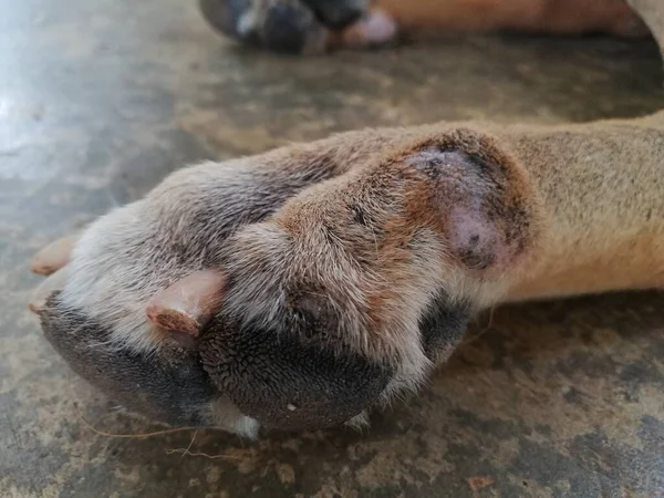 Problema Pele Cão Erupções Animal Estimação Nas Pernas Filhote Cachorro — Fotografia de Stock