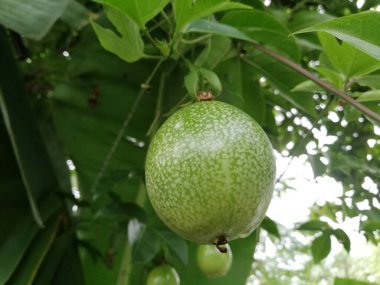 Bahçedeki çarkıfelek meyvesi, çarkıfelek meyvesi çiftliği hasat mevsiminde.