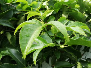 Yağmur suyu tutkunun üzerine düştükten sonra 124; Yağmur Damlaları (124; Tutku) 124; Islak yapraklar (124; 