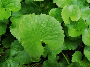 Gotu kola (124); Centella Asiatica, ağaçlar ve yeşil yapraklar doğal bir zemin üzerinde (124); Gotu kola yeşil yaprakları ve ağaçlar (Asya pennywort, Hint pennywort) 