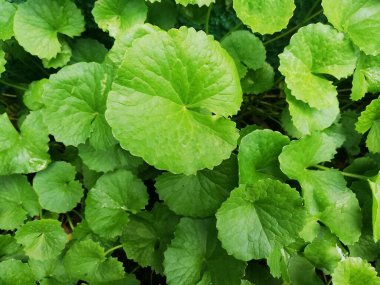 Gotu kola (124); Centella Asiatica, ağaçlar ve yeşil yapraklar doğal bir zemin üzerinde (124); Gotu kola yeşil yaprakları ve ağaçlar (Asya pennywort, Hint pennywort) 