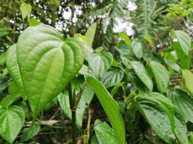 Betel yaprağı sağlık ve geleneksel bitki ve tıp için çok yararlıdır. Betel yaprağı çoğunlukla Asya 'da tüketilmektedir; kolesterolü tedavi etmek ve yüksek kan basıncını 124 olarak tedavi etmek; taze betel yaprak gaydacısı betel (124); yağmur mevsiminde bitkiler taze ve yeşildir.