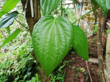 Betel yaprağı sağlık ve geleneksel bitki ve tıp için çok yararlıdır. Betel yaprağı çoğunlukla Asya 'da tüketilmektedir; kolesterolü tedavi etmek ve yüksek kan basıncını 124 olarak tedavi etmek; taze betel yaprak gaydacısı betel (124); yağmur mevsiminde bitkiler taze ve yeşildir.