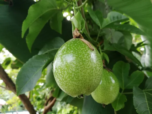Φρέσκα Φρούτα Του Πάθους Στον Κήπο Ένα Αγρόκτημα Φρούτα Του — Φωτογραφία Αρχείου