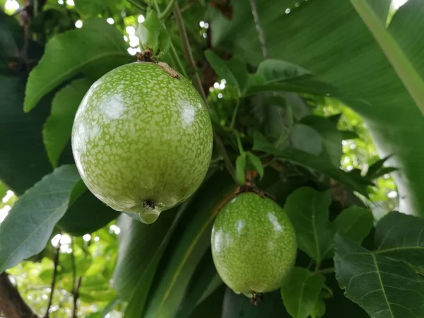 Maracujazeiro Fresco Jardim Chalupa Uma Fazenda Maracujás Está Estação Colheita — Fotografia de Stock