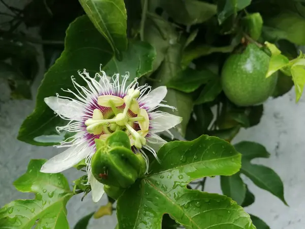 Passiflora Passionflowers Passion Vines Passifloraceae Passion Flower Passiflora Laurifolia Linn — ストック写真