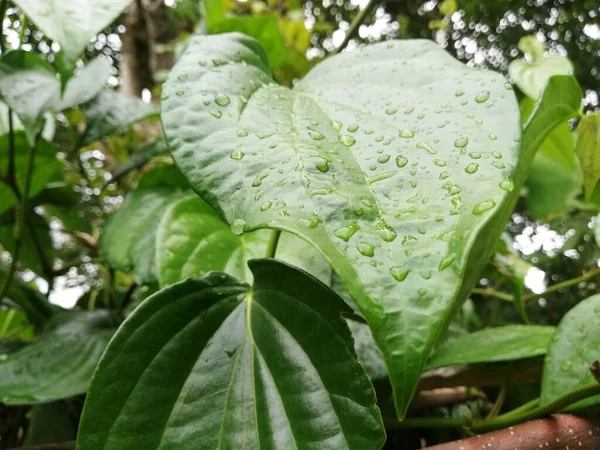 ベテルの葉は 健康と伝統的なハーブや薬に非常に便利です Betel Leaf Mostly Consumed Asia Treating Cholesterol Treating — ストック写真