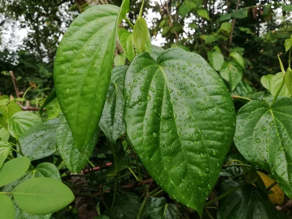 槟榔叶对健康 传统草本植物和药物非常有用 槟榔叶主要在亚洲消费 治疗胆固醇和高血压 新鲜槟榔叶 风信子 雨季的植物新鲜而绿色 — 图库照片