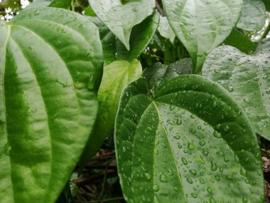Betel yaprağı sağlık ve geleneksel bitki ve tıp için çok yararlıdır. Betel yaprağı çoğunlukla Asya 'da tüketilmektedir; kolesterolü tedavi etmek ve yüksek kan basıncını 124 olarak tedavi etmek; taze betel yaprak gaydacısı betel (124); yağmur mevsiminde bitkiler taze ve yeşildir.