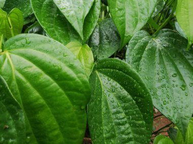 Betel yaprağı sağlık ve geleneksel bitki ve tıp için çok yararlıdır. Betel yaprağı çoğunlukla Asya 'da tüketilmektedir; kolesterolü tedavi etmek ve yüksek kan basıncını 124 olarak tedavi etmek; taze betel yaprak gaydacısı betel (124); yağmur mevsiminde bitkiler taze ve yeşildir.