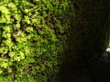 Yeşil yaprak, yeşil yaprak, yeşil yaprak, duvar dokusu ve arka plan (124); Doğal duvar (124); Tasarım veya mimarlık için güzel yeşil yaprak duvarı (124); Doğal Duvar