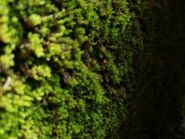 Yeşil yaprak, yeşil yaprak, yeşil yaprak, duvar dokusu ve arka plan (124); Doğal duvar (124); Tasarım veya mimarlık için güzel yeşil yaprak duvarı (124); Doğal Duvar