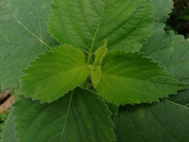 Yeşil Yapraklar (124; Açık Yeşil Renk) 124; Vahşi Yapraklar arkaplanı 