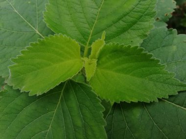 Yeşil Yapraklar (124; Açık Yeşil Renk) 124; Vahşi Yapraklar arkaplanı 