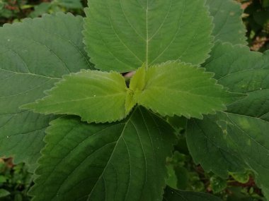 Yeşil Yapraklar (124; Açık Yeşil Renk) 124; Vahşi Yapraklar arkaplanı 