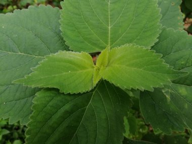 Yeşil Yapraklar (124; Açık Yeşil Renk) 124; Vahşi Yapraklar arkaplanı 