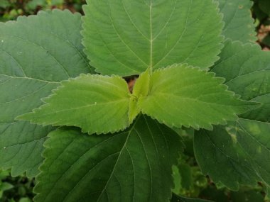 Yeşil Yapraklar (124; Açık Yeşil Renk) 124; Vahşi Yapraklar arkaplanı 