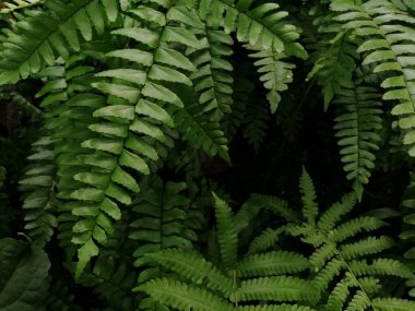 Orman yeşil eğreltiotu deseni vahşi doğada güneş ışığı ve gölgesi olan 124; Karanlık Arkaplan the Dark Background (124); Yaprakların Kapanışı (124); Yeşil eğreltiotu çalılığı (124); Nephrolepis exaltata (124); tropikal yeşil eğreltiotu yaprakları arka plan olarak 