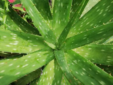 Aloe fabrikası, Aloe vera, sıcak havaya dayanıklı tropikal yeşil bir bitkidir. Yakın plan yeşil yapraklar, aloe vera. Aloe Vera cilt bakımı ve saç bakımı için faydalı bir bitkisel ilaçtır..