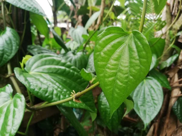 Foglia Betel Molto Utile Salute Erbe Medicina Tradizionali Betel Foglia — Foto Stock