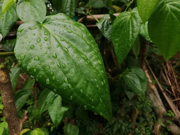 Φύλλο Betel Είναι Πολύ Χρήσιμο Για Την Υγεία Και Παραδοσιακό — Φωτογραφία Αρχείου