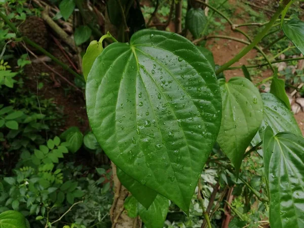 Foglia Betel Molto Utile Salute Erbe Medicina Tradizionali Betel Foglia — Foto Stock